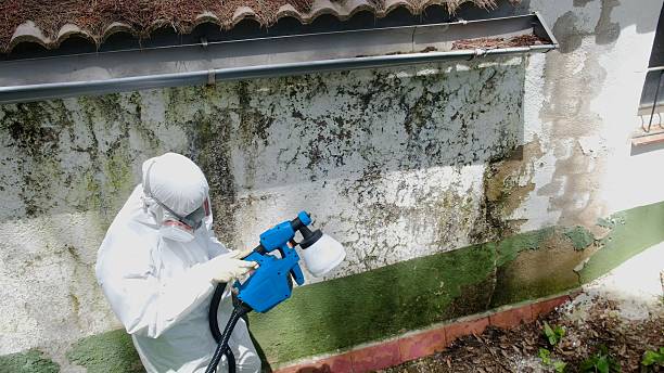 Top rated local Mold Remediation specialists in New Braunfels, TX
